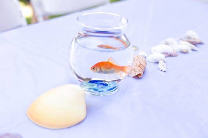 Goldfish centerpiece - Under the Sea birthday party