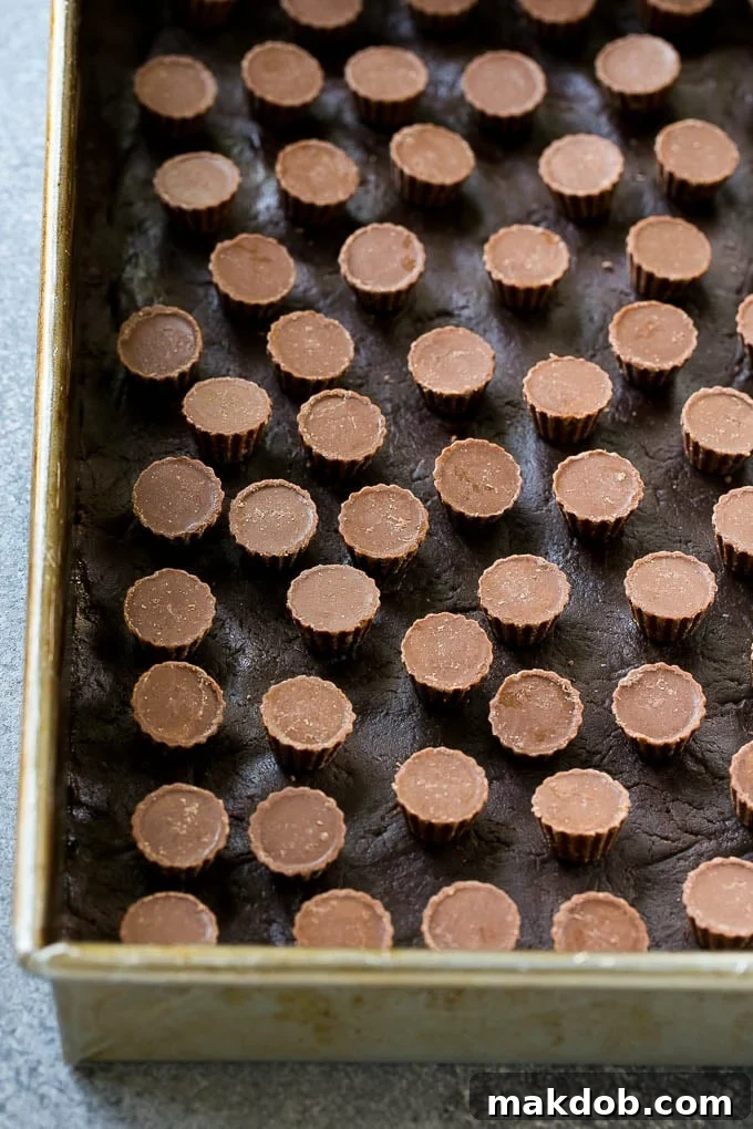 A layer of mini peanut butter cups on top of a chocolate crust in a baking pan for a chocolate gooey butter cake.