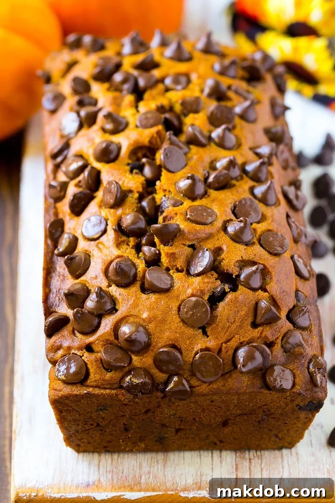 Heavenly Pumpkin Chocolate Chip Bread 6 A perfectly baked, golden-brown loaf of pumpkin chocolate chip bread, still in its loaf pan, showing its inviting texture and melted chocolate chips on top.