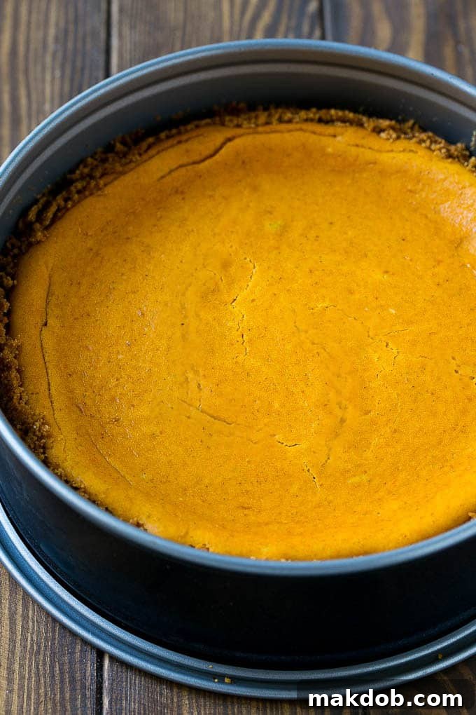 Baked Pumpkin Cheesecake Cooling in Pan A perfectly baked pumpkin cheesecake, golden brown on top, cooling gently inside a springform pan.