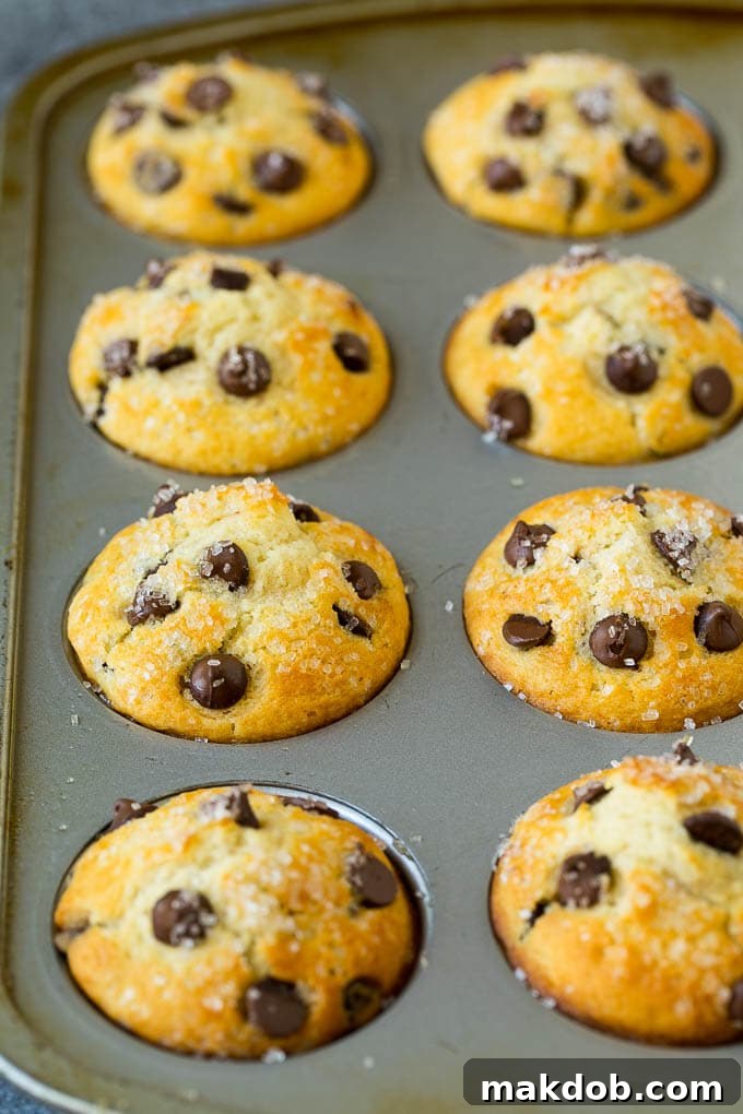 A batch of freshly baked chocolate chip muffins, still warm and golden in the muffin tin.