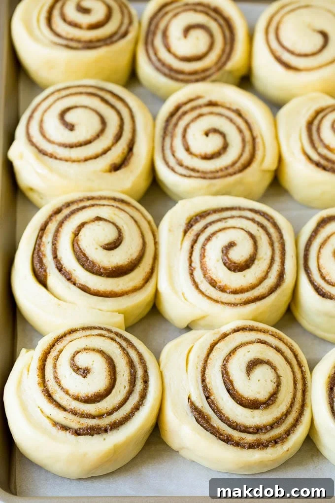 Cinnamon Rolls Recipe | Cinnamon Buns #cinnamon #rolls #pastry #breakfast #brunch #sweets #dinneratthezoo #baking #bread Rolls of dough and filling rising on a sheet pan, ready for baking.
