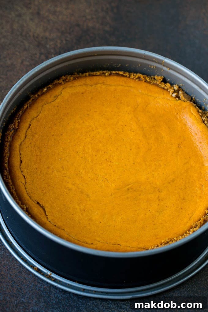 Pumpkin Pie Cheesecake Recipe | Pumpkin Cheesecake #cake #cheesecake #pumpkin #fall #thanksgiving #dessert #dinneratthezoo A perfectly baked pumpkin cheesecake, gently browned on top, resting in a springform pan after cooling, showing a smooth, uncracked surface.