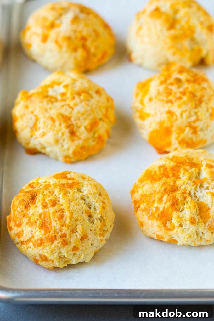 Warm Homemade Cheddar Biscuits Fresh from the Oven Freshly baked homemade cheddar biscuits cooling on a sheet pan after being removed from the oven.