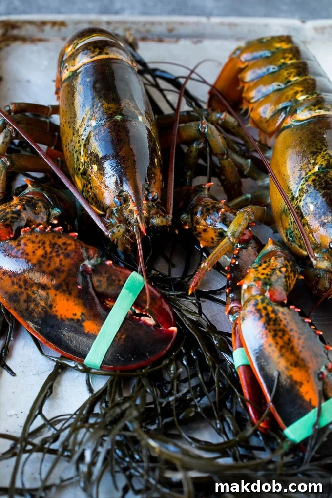 Live lobsters and seaweed on a sheet pan, ready for preparation.